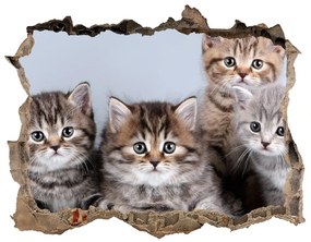Díra 3D fototapeta nálepka Päť mačiek nd-k-75950374