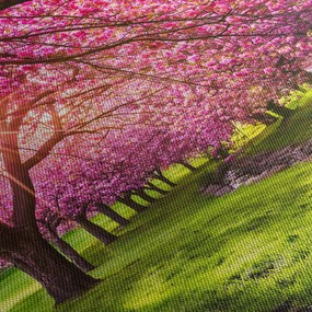 Obraz rozkvitnutých čerešní, Hurd Park, Dover, New Jersey (120x50 cm)