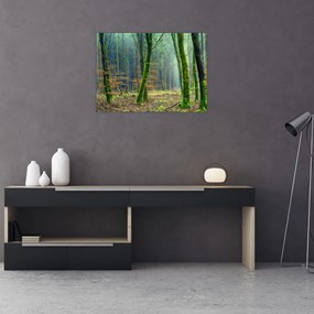 Sklenený obraz lesa (70x50 cm)
