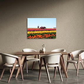 Sklenený obraz tulipánové farmy (70x50 cm)