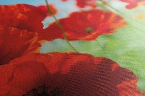 Obraz kvety maku na lúke - 120x60