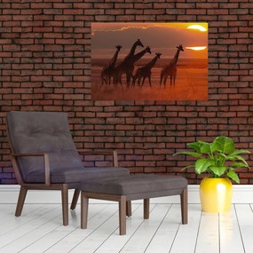 Obraz - Žirafy v africkej savane (90x60 cm)