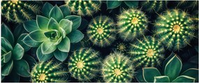 Obraz - Kaktusy (120x50 cm)
