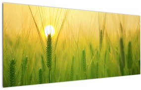 Obraz - Pole s obilím (120x50 cm)