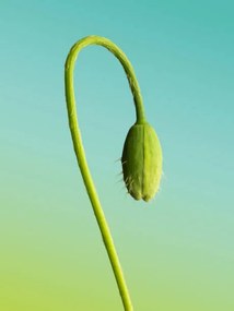 Umelecká fotografie Bud, Roc Canals, (30 x 40 cm)