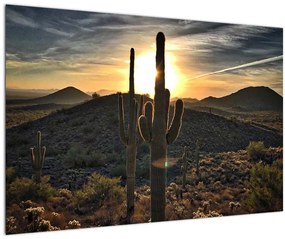 Obraz - kaktusy v slnku (90x60 cm)