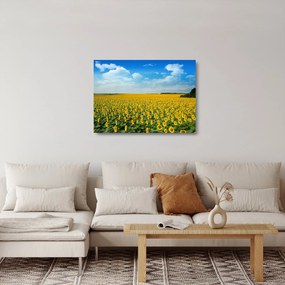 Sklenený obraz - pás slnečníc (70x50 cm)