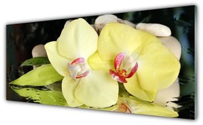 Obraz plexi Okvetné plátky orchidea 125x50 cm