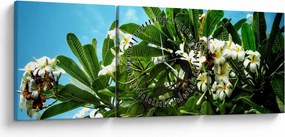 Obraz - Plumeria (s hodinami) (90x30 cm)