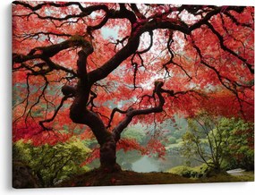 Obraz červeného japonského javora, Portland, Oregon (70x50 cm)