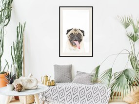 Artgeist Plagát - Pug [Poster] Veľkosť: 30x45, Verzia: Zlatý rám