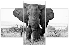 Obraz - Slon africký II. (90x60 cm)