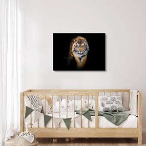 Sklenený obraz - Tiger (70x50 cm)