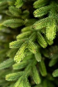 Limpol Vianočný stromček Exclusive Premium Výška stromčeka: 170 cm