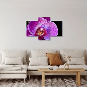 Detailný obraz kvetu orchidey (90x60 cm)