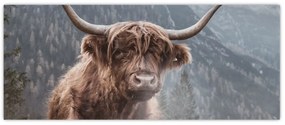 Obraz - Highlander krava (120x50 cm)