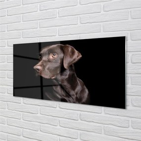 Obraz na akrylátovom skle Hnedý pes 100x50 cm