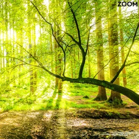 Gario Fototapeta Potok v lese pri východe slnka Materiál: Vliesová, Rozmery: 350 x 245 cm