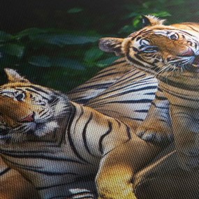 Obraz - Tigrii bratia (70x50 cm)