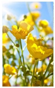 Fototapeta - Žlté kvety 375x250 + zadarmo lepidlo
