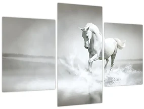 Obraz - Biely kôň (90x60 cm)
