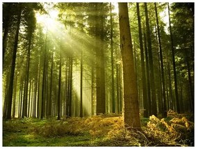 Fototapeta - Pine forest Veľkosť: 200x154, Verzia: Premium