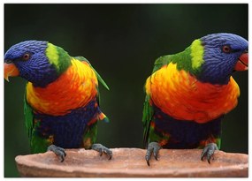 Sklenený obraz papagájov (70x50 cm)