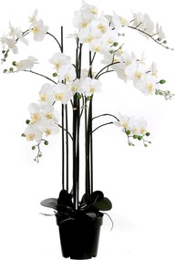 XXXLutz ORCHIDEA 117 cm - Kvety & kvetináče - 004536028901