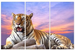 Obraz ležiaceho tigra