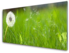 Obraz na akrylátovom skle Púpava tráva rastlina 120x60 cm