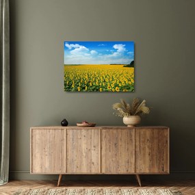 Sklenený obraz - pás slnečníc (70x50 cm)