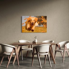 Obraz - Zlatý retriever (90x60 cm)
