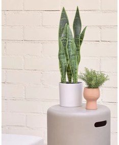 Umelá rastlina (výška 55 cm) Sansevieria – Kave Home