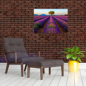 Sklenený obraz - Levanduľové pole (70x50 cm)