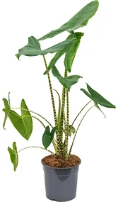 Alocasia zebrina Tuft 2pp 21x90 cm