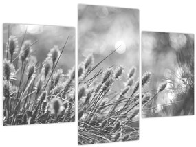 Obraz - Béžová soft grass N⁰1 (90x60 cm)