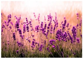 Samolepiaca fototapeta Lavender in the Rain