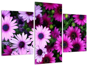 Obraz - Kvety (90x60 cm)