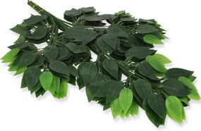 Fikus Benjamin 200 cm