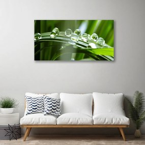 Obraz Canvas Tráva rosa kvapky rastlina 140x70 cm