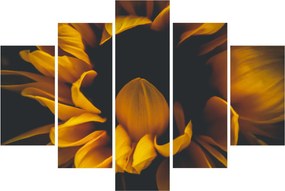 Obraz - Slnečnica v čiernom pozadí (150x105 cm)