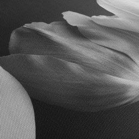 Obraz - Čiernobiele kvety tulipánov (90x60 cm)