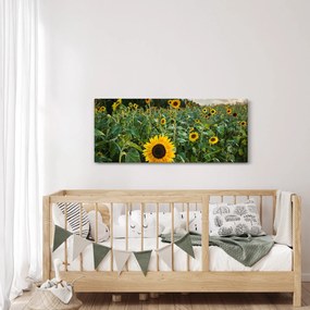 Obraz - Slnečnicové pole II. (120x50 cm)