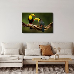 Obraz sediacich tukanov, Costa Rica (90x60 cm)