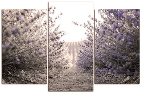 Obraz na plátne - Cestička medzi levanduľovými kríkmi 166FC (90x60 cm)