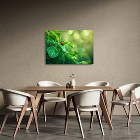 Sklenený obraz - Lienka (70x50 cm)