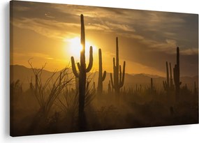 Obraz - Kaktusy Saguaro (90x60 cm)