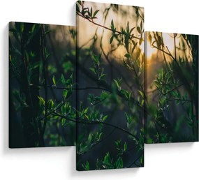 Obraz presvitajúceho slnka cez vetvičky stromov (90x60 cm)