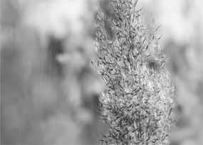 Obraz - Boho pampas grass (70x50 cm)
