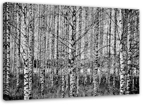 Gario Obraz na plátne Čierne a biele brezy Rozmery: 60 x 40 cm